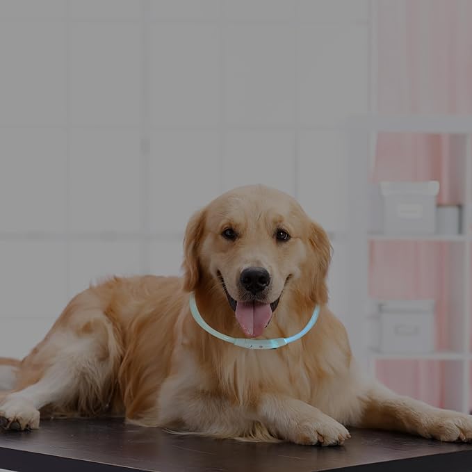 Led Glowing Dog Collar USB Rechargeable Stylish Pet Accessory for Safe Multiple Colors for Puppies and Dogs