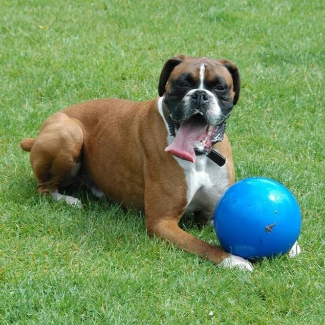 BOOMER BALL 6 inch, Virtually Indestructible Best Dog Toy, Boredom Busting Football, Tough & Durable Medium Dog Ball, Floats on Water, Great for Mental Stimulation & High Energy Dogs, Assorted Colours