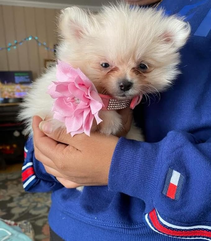 Rhinestone Dog Collar, Cute Dazzling Sparkling Soft Suede Leather Dog Cat Rhinestone Collar Crystal Diamond Pet Dog Puppy Collar (Pink6, L)