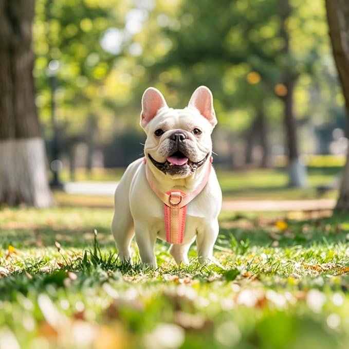 TSPRO Lightweight Dog Vest Harness Adjustable Harness Breathable Durable Quick Release Dog Harness for Medium Dog Walking (Orange-Yellow Gradient, Size 2)