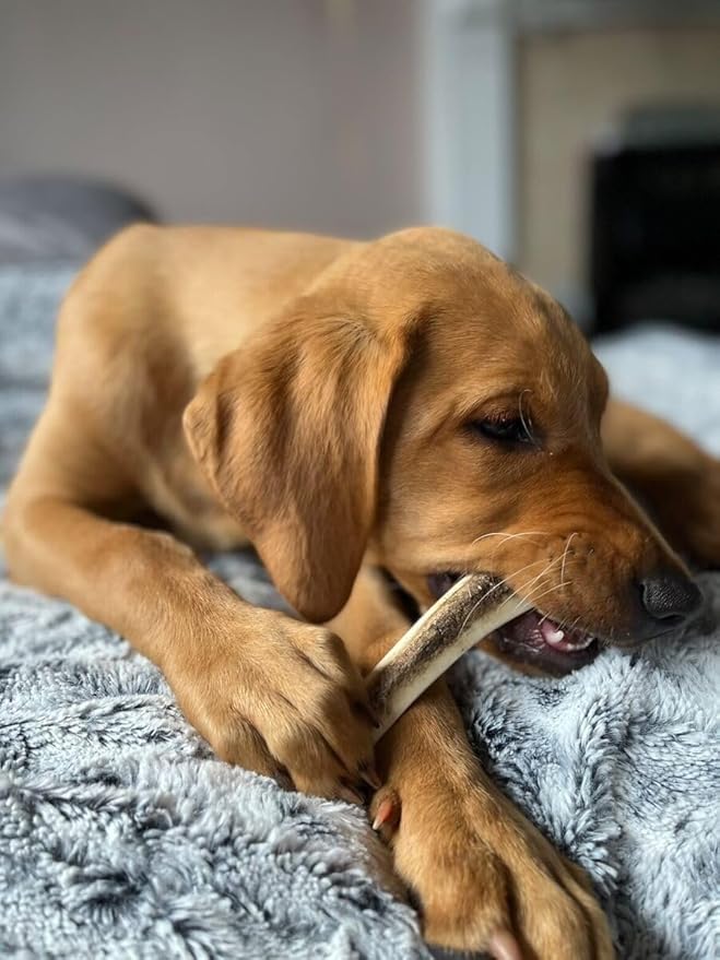 WhiteTail Naturals - Split Antlers for Large Dogs - (2 Pack- Large) - Naturally Shed, Long Lasting Dog Antler Horn - Tough Chew Bones for Aggressive Chewers