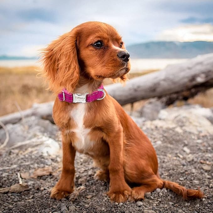 Dog Collar Personalized Reflective Large Dog Collars Nylon Adjustable Costomized Collar for Small Medium Big Dogs Pet Pitbull Rose Red S