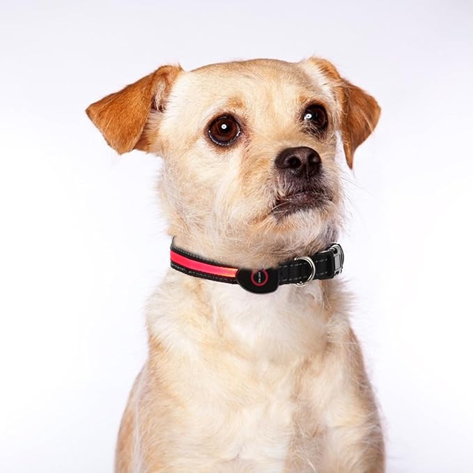 USB Rechargeable Luminous Pet Dog Collar 50cm Red Night Flashing Collar for Medium Dogs USB Charging for Small Breed Golden Retriever Bichon Puppies