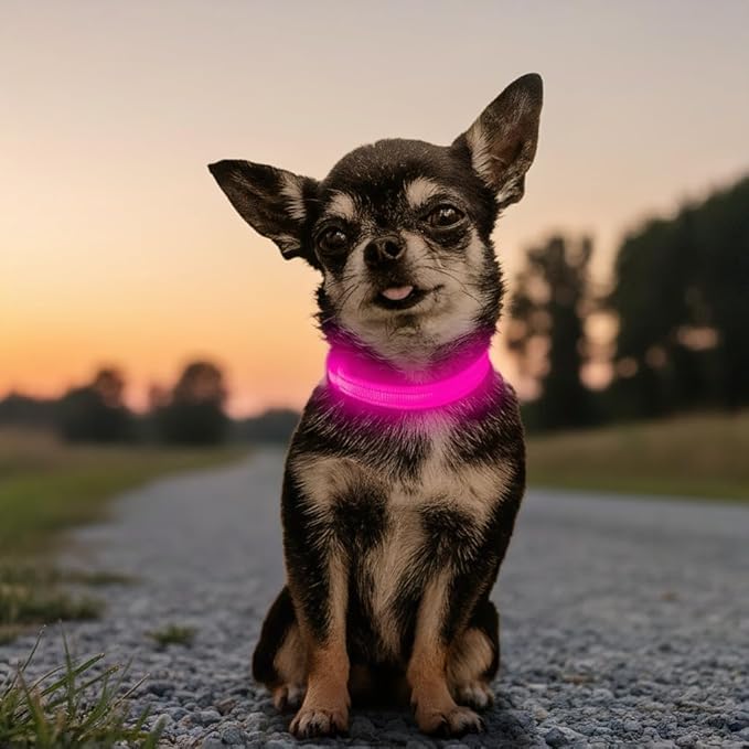 Candofly Puppy Light Up Dog Collar - USB Rechargeable LED Dog Collar for Small Dogs & Cats Night Walking (X-Small, Pink)