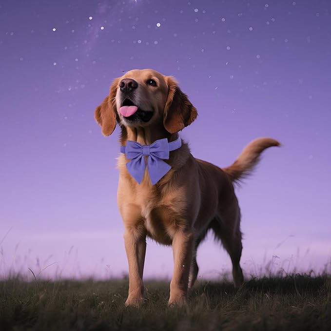 Maca Bates Purple Dog Collar with Cute Petunia Solid Sailor Bow Tie,Medium Girl Boy Dogs,Girly Adjustbale Durable Breakaway Soft Collars with Bowtie for Female Male Puppy,Pet with Metal Buckle