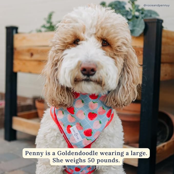 Lucy & Co. Fresh Berries Bandana - Durable Comfortable Dog Bandana - Machine Washable - Designer Puppy Accessory - Small Blue Strawberries