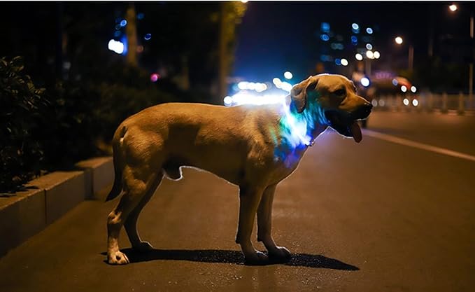 LED Dog and Cat Collar, USB Rechargeable Glowing Pet Collar, Cuttable Dog Necklace Safety Light for Dogs and Cats - Available in 7 Colors (White)