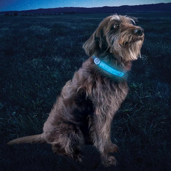 NiteDog Rechargeable LED Collar Cover, Disco, One Size