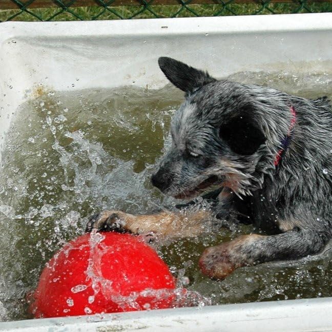 BOOMER BALL 6 inch, Virtually Indestructible Best Dog Toy, Boredom Busting Football, Tough & Durable Medium Dog Ball, Floats on Water, Great for Mental Stimulation & High Energy Dogs, Assorted Colours