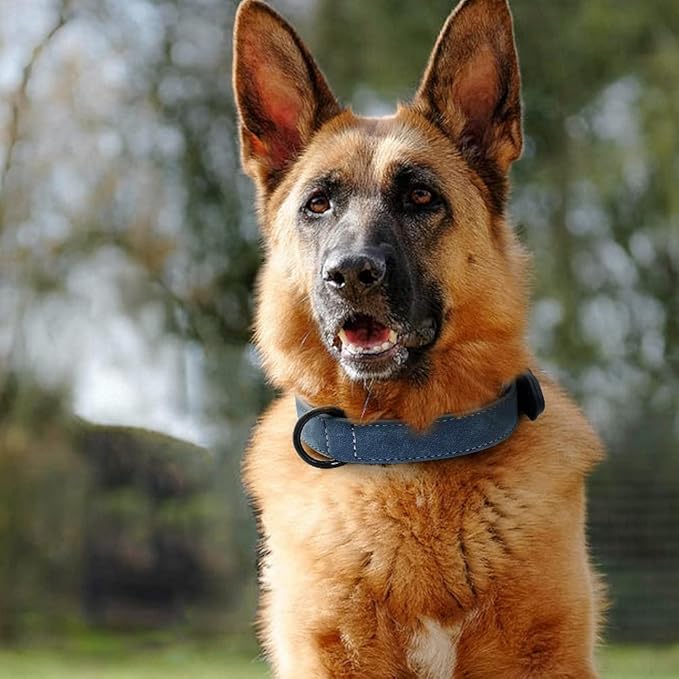 Genuine Leather Large Dog Collar Padded Durable Dog Collars Real Leather Collar for Large Dog Rottweiler Labrador Pitbull Blue XL