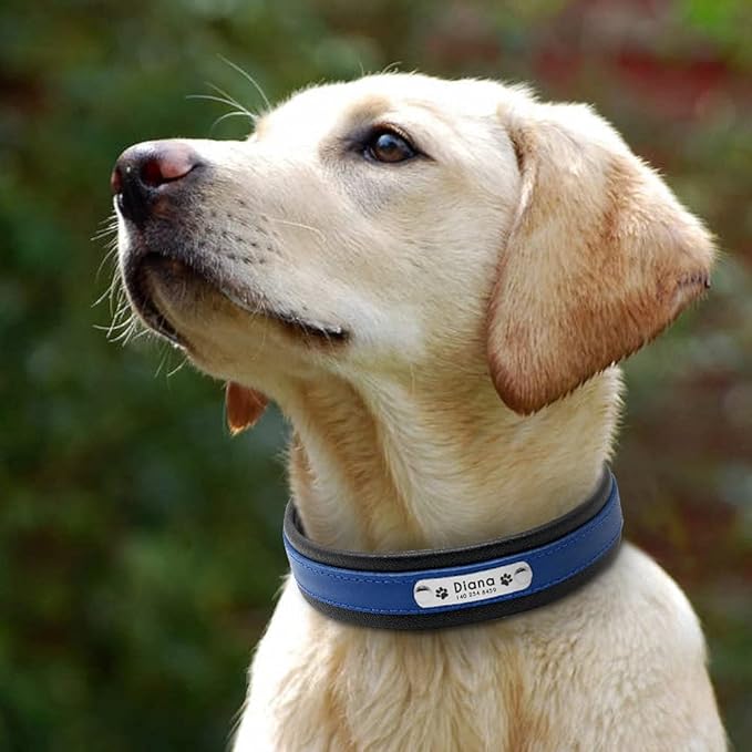 Large Dog Collar Genuine Leather Dog Collar Personalized Pet Name ID Collar Padded Customized for Medium Large Dogs Blue L