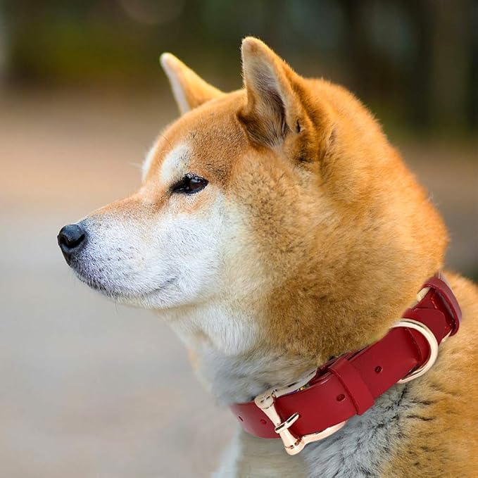 Dog Collar Leather Collares para Perro Big Dog Collars Solid Adjustable Padded Pet Puppy Collar for Small Medium Large Dog Blue Red L
