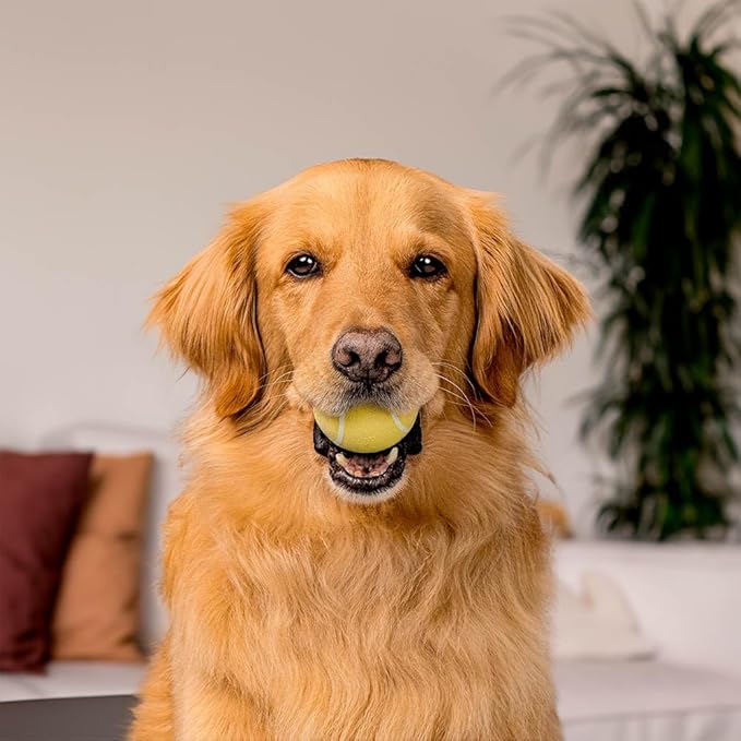 Playology Dog Toys | Squeaky Chew Ball - Bouncy Durable Floating Fetch Ball for Dogs, Value 2-Pack | Medium Chicken Scented Toy - Easy to Clean and Made from Non Toxic Materials