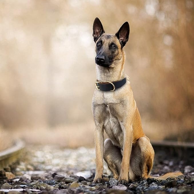 Dog Puppy Collar Genuine Leather Pet Collars for Small Medium Large Dogs Real Leather German Shepherd Big Dog Collar XS-XXL Coffee M