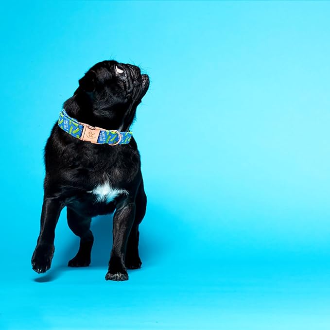 Elegant little tail Dog Collar, Blue Bear Pattern Pet Collar Durable Cute Dog Collars Male or Female Pet Gift Adjustable Dog Collar for X-Large Dogs