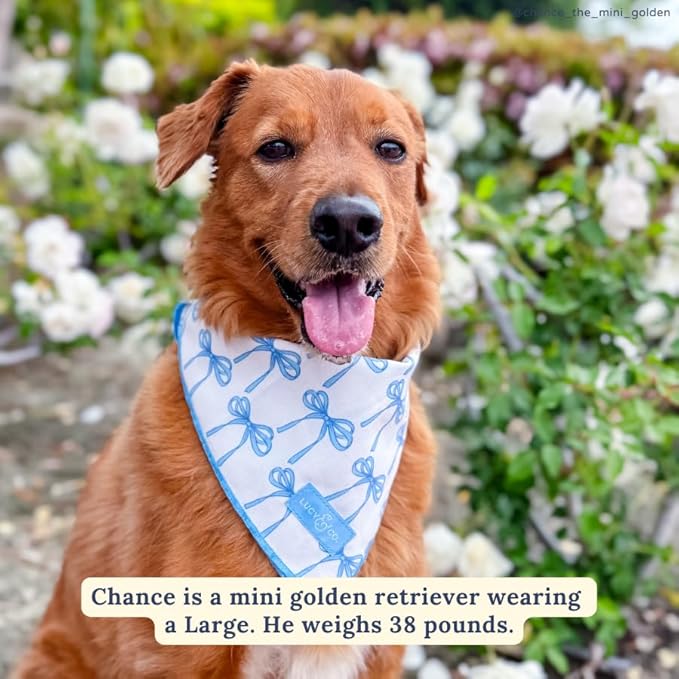 Lucy & Co. Bowwow Wow! Bandana -Designer Puppy Accessory. 100% Polyester. Soft, Stylish and Appropriate for Any Occasion. Machine Washable (Blue Bows)