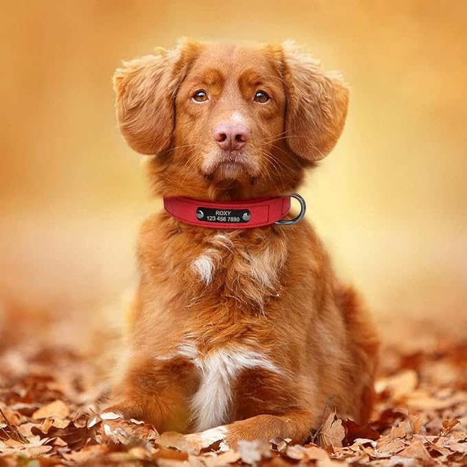 Custom Leather Dog Collar Personalized Small Dogs Collar Engraved Cat Pet Small Medium Large Dogs Collars for Pitbull Chihuahua Red L