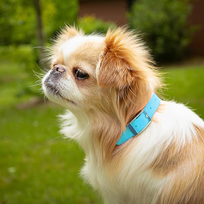 Jeffers Pet Solid Nylon Dog Collars, Turquoise, 8" W x 12" L – Adjustable, Durable & Safe for Dogs, Lightweight & Double Ply Design, Stylish Pet Accessories - Perfect for Training, Walking & Tracker