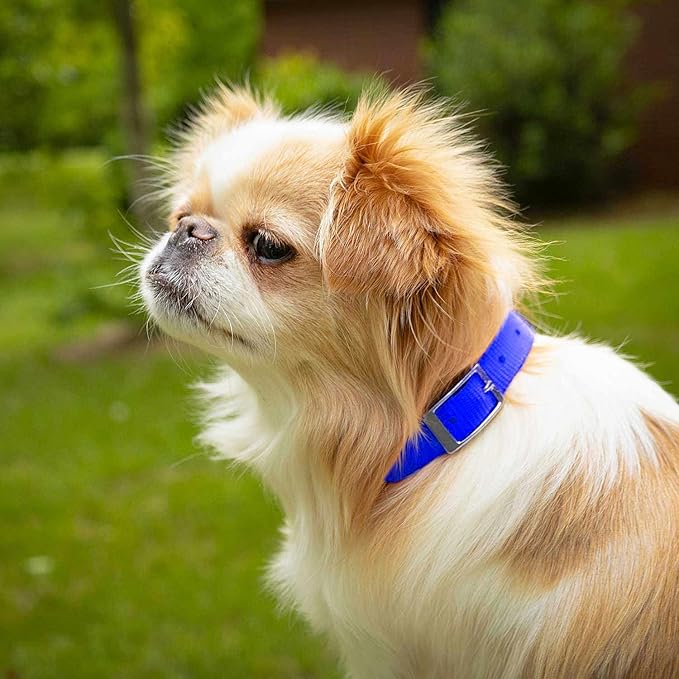 Jeffers 5/8" W x 12" L Dog Collar Color: Royal Blue