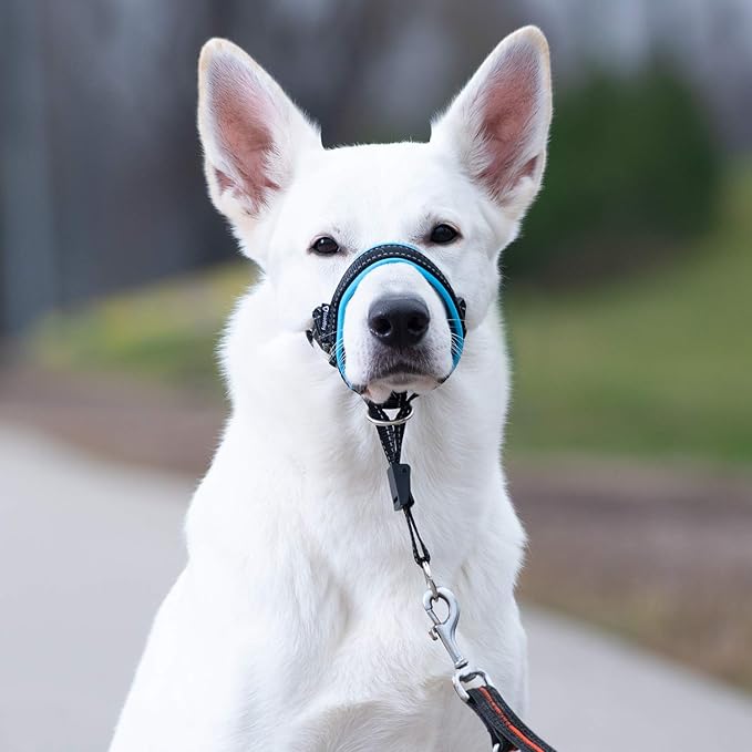 GoodBoy Dog Head Halter with Safety Strap - Stops Heavy Pulling On The Leash - Padded Headcollar for Small Medium and Large Dog Sizes - Head Collar Training Guide Included (Size 2, Blue)