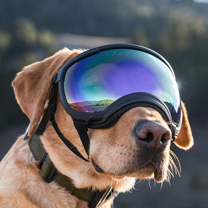 Rex Specs V2 Dog Goggles (Medium, Black)