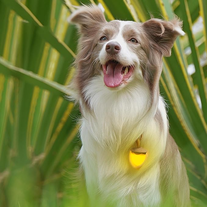 Dog Night Light - Waterproof Dog Collar Light, Three Flashing Modes | Sturdy Walking Light, Ideal Nighttime Visibility, Perfect Accessory for Dog Walking Running Biking Enhanced Safety During Evening