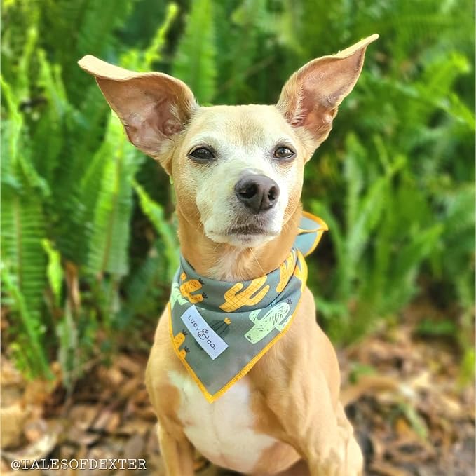 Lucy & Co. Looking Sharp Bandana - Durable Comfortable Dog Bandana - Designer Puppy Accessory - Machine Washable - Small Green Gold Cactus