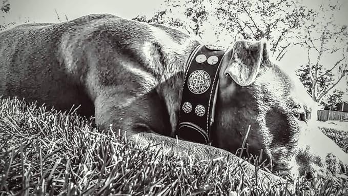 Bestia "Hektor Genuine Leather Dog Collar, Large Breeds, Cane Corso, Rottweiler, Boxer, Bullmastiff, Dogo, 100% Leather, Studded, L- XXL Size, 2.5 Inch Wide. Padded. Europe`s Fnest Dog Gear!