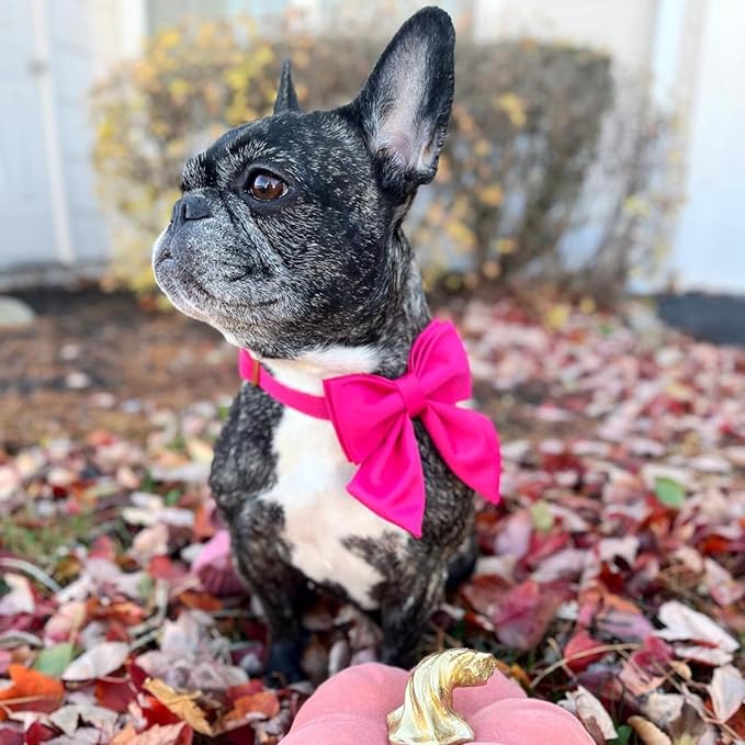 Maca Bates Hot Pink Dog Collar with Cute Rose Red Solid Sailor Bow Tie,Extra Small Girl Boy Dogs,Girly Adjustbale Durable Breakaway Soft Collars with Bowtie for Female Male Puppy,Pet with Metal Buckle