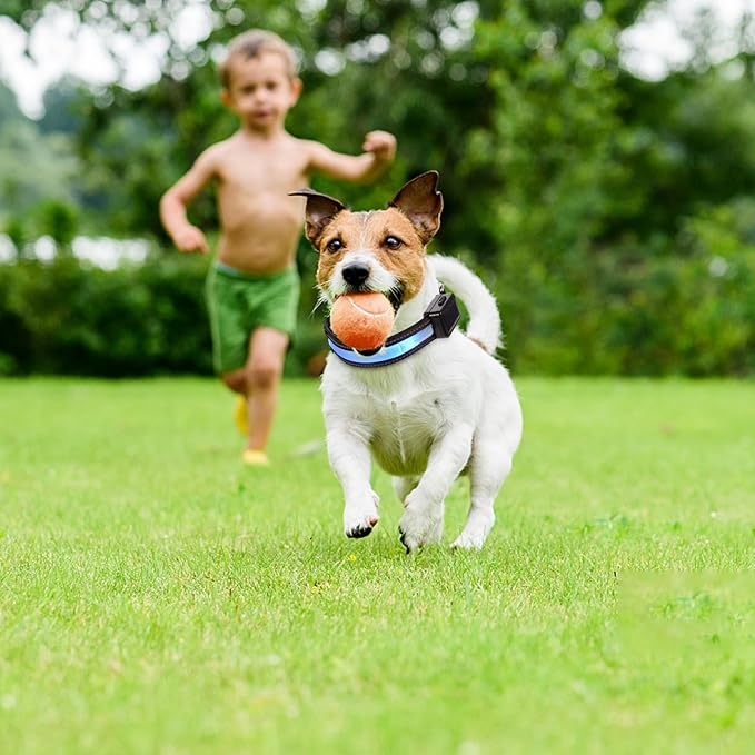 LED USB Rechargeable Dog Collar, Blue Small Glowing Pet Collar with Solar-Powered Flashing Light for Night Walking and Outdoor Safety