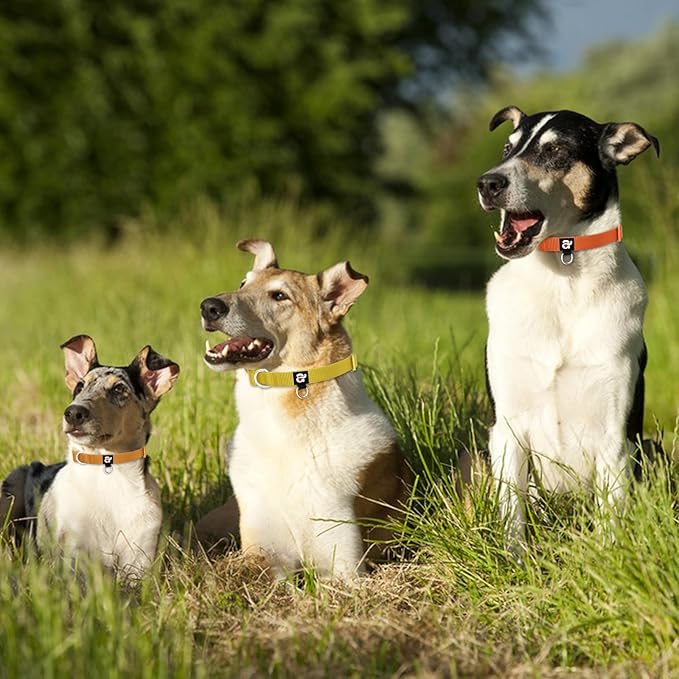 azuza 3 Pack Fall Dog Collars Comfortable and Adjustable Nylon Dog Collars for Medium Dogs, M (14-20inch)， Ginger Yellow, Rust Orange and Latte Brown