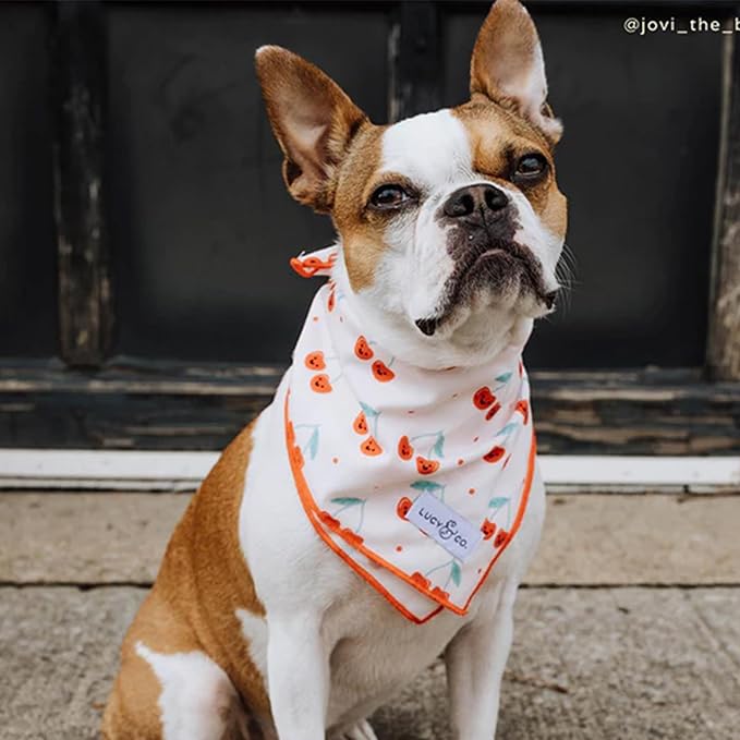 Lucy & Co. Cheery Cherries Bandana - Durable Comfortable Dog Bandana - Designer Puppy Accessory - Machine Washable - Large - Red Gingham Cherries