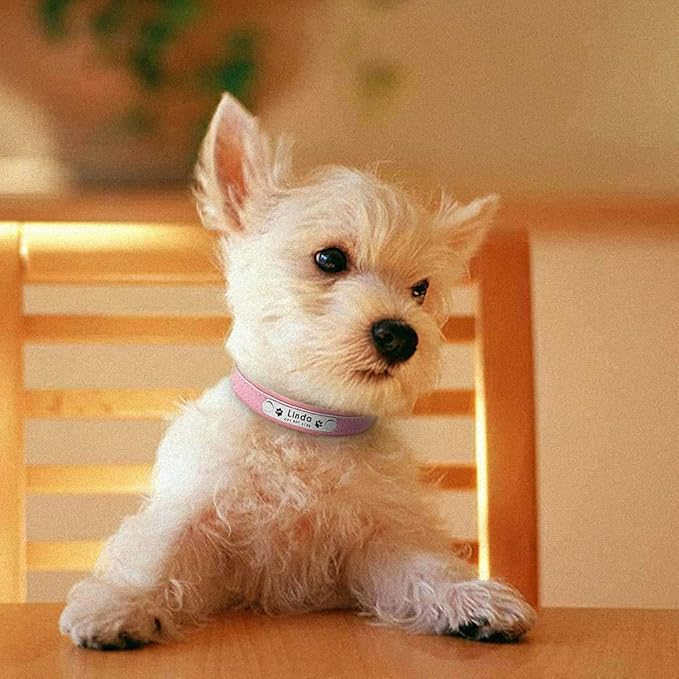 Personalized Dog Collars Leather Padded Customized Dogs Collars Name ID Collar for Small Medium Dogs Cats Blue Pink Black Red