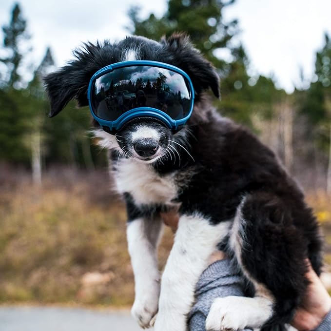 Rex Specs V2 Dog Goggles (X-Small, Black)