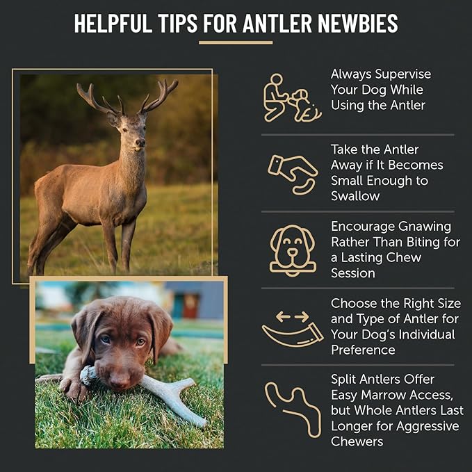 The Antler Box Premium Deer Antler Dog Chews (1 lb Bulk Pack) (Small(7 to 8 Antlers/lb
