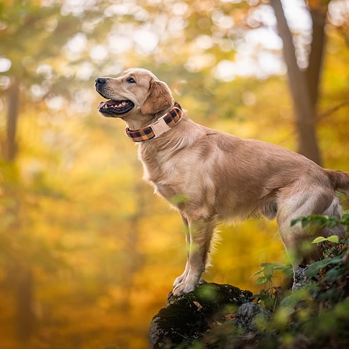 Elegant little tail Fall Dog Collar, Autumn Pet Collar Durable Yellow Plaid Dog Collars Male or Female Holiday Pet Gift Adjustable Dog Collar for Small Dogs