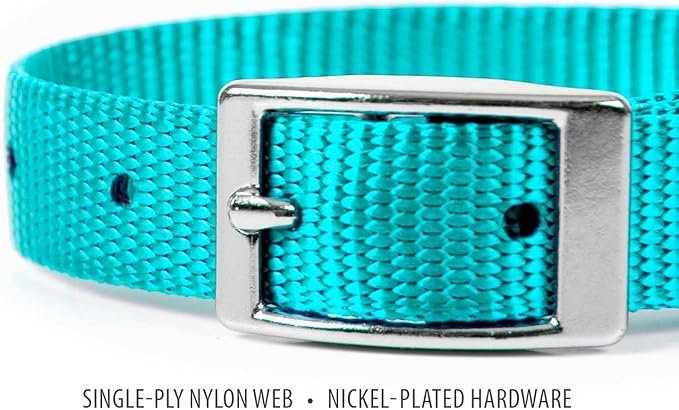 Jeffers Pet Solid Nylon Dog Collars, Turquoise, 8" W x 12" L – Adjustable, Durable & Safe for Dogs, Lightweight & Double Ply Design, Stylish Pet Accessories - Perfect for Training, Walking & Tracker
