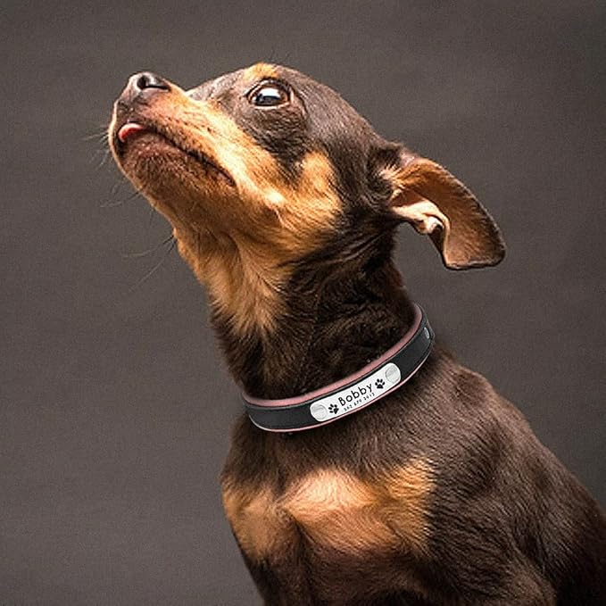 Personalized Dog Collars Leather Padded Customized Dogs Collars Name ID Collar for Small Medium Dogs Cats Blue Pink Black Red