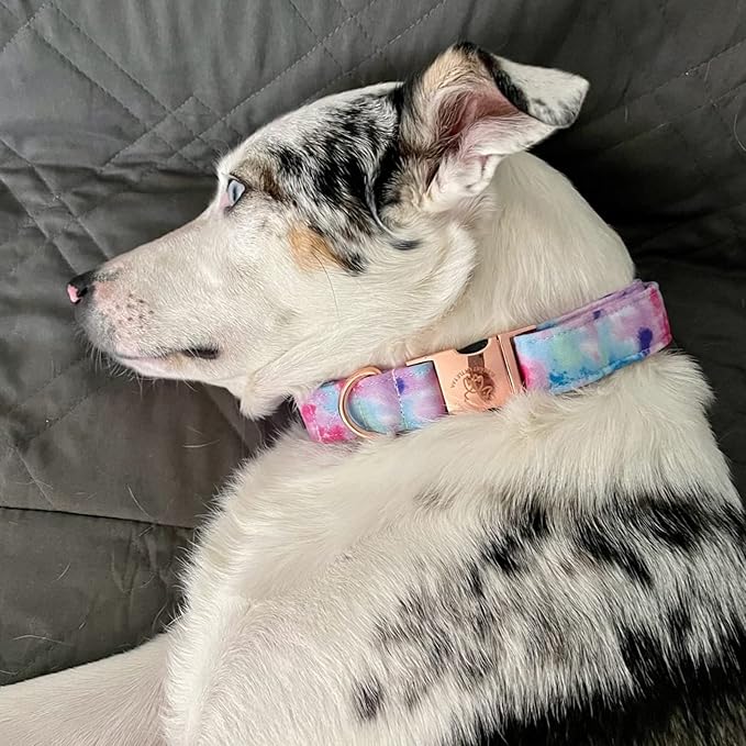 Elegant little tail Dog Collar, Colorful Pattern Pet Collar Durable Cute Dog Collars Fashion Male Female Pet Gift Adjustable Dog Collar for X-Small Dogs