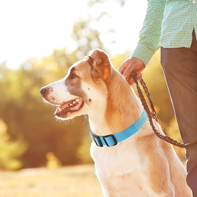 Light up Dog Collar Rechargeable Blue LED Pet Collar Adjustable Small Size Night Safety Glowing Neck Decor for Dogs