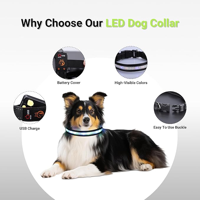 Light Up Dog Collar,Rechargeable Waterproof Led Dog Collar with Remote,Glow in Dark for Night Walking, Fits Small Medium Large Dogs-M