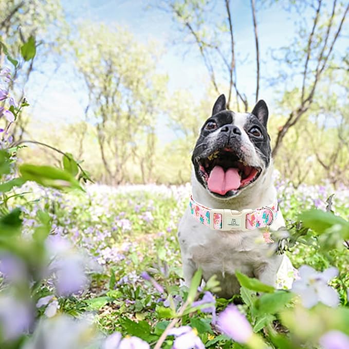 Lionheart glory Dog Collar Dinosaurs Pattern Cute Collar for Medium Dogs Spring Summer Female or Male Collars Pets Gift Adjustable Heavy-Duty Pet Collars