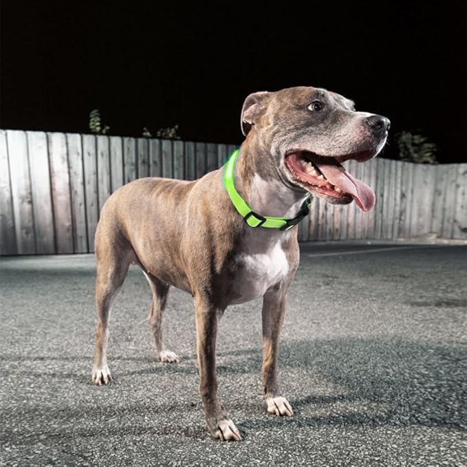 Green Light-Up LED Adjustable Pet Collar (Flashing or Steady Modes) - Rechargeable via USB Cable (Included) by Electronix Express (Large)