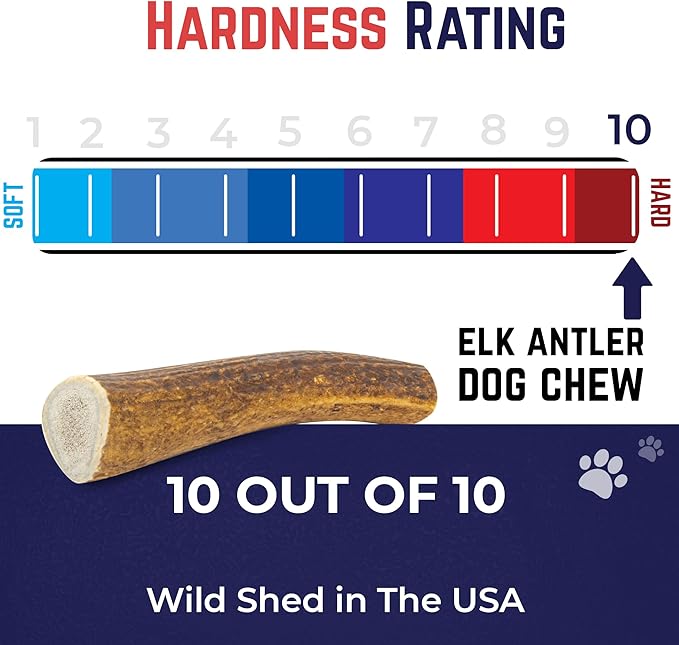 Devil Dog Pet Co. Elk Antlers for Dogs, Beast 10"+, 1 Pack, Grade A Long Lasting Chew for Aggressive Chewers, Premium USA Naturally Shed Antler – Healthy, No Odor, Durable Dog Chew