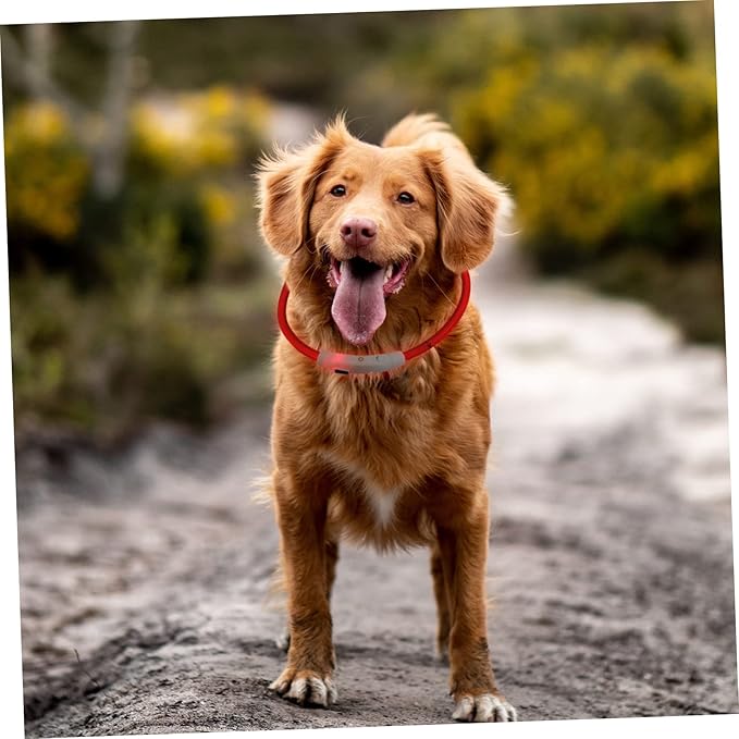 GALPADA Led Rechargeable Pet Glow Collar USB Charging Lightweight and for Night Walking and Outdoor Adventures