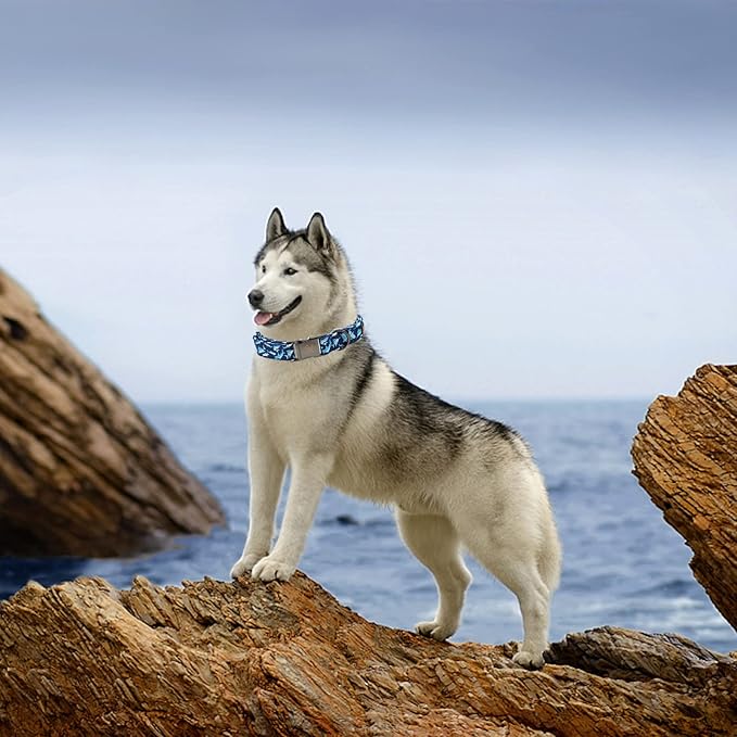 Elegant little tail Dog Collar, Blue Shark Pattern Pet Collar Durable Cute Dog Collars Male or Female Pet Gift Adjustable Dog Collar for Medium Dogs