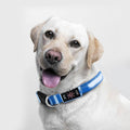 LED Dog Collar, Reflective Dog Collar, USB Rechargeable with 100% Waterproof Luminous Collar, Suitable for Medium and Large Dogs (Blue, M)