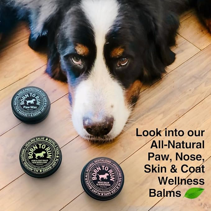 Born To Run Dog Nose Balm | Natural Snout Soother & Cold Wind Sun Protection | Moisturizes & Heals Dry Cracked Chapped Noses | Fragrance-Free Hyperkeratosis Relief Plant-Based Lick Safe Nose Cream 2oz