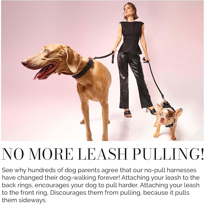 The DOGISTRY - City Collar - Black - Premium Dog Collar with Padded Neoprene & Signature Fabric - Refined Design & Everyday Luxury - Small
