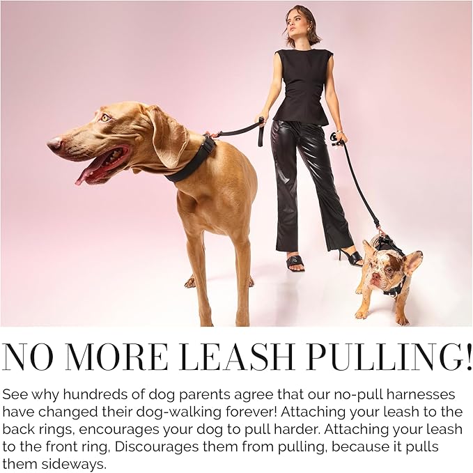 The DOGISTRY - City Collar - Black - Premium Dog Collar with Padded Neoprene & Signature Fabric - Refined Design & Everyday Luxury - Medium